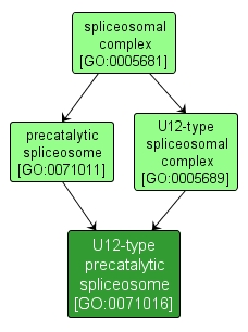 GO:0071016 - U12-type precatalytic spliceosome (interactive image map)