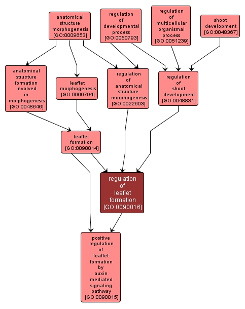 GO:0090016 - regulation of leaflet formation (interactive image map)