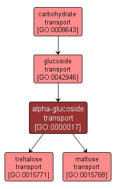 GO:0000017 - alpha-glucoside transport (interactive image map)