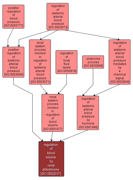 GO:0002017 - regulation of blood volume by renal aldosterone (interactive image map)