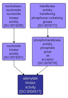 GO:0004017 - adenylate kinase activity (interactive image map)