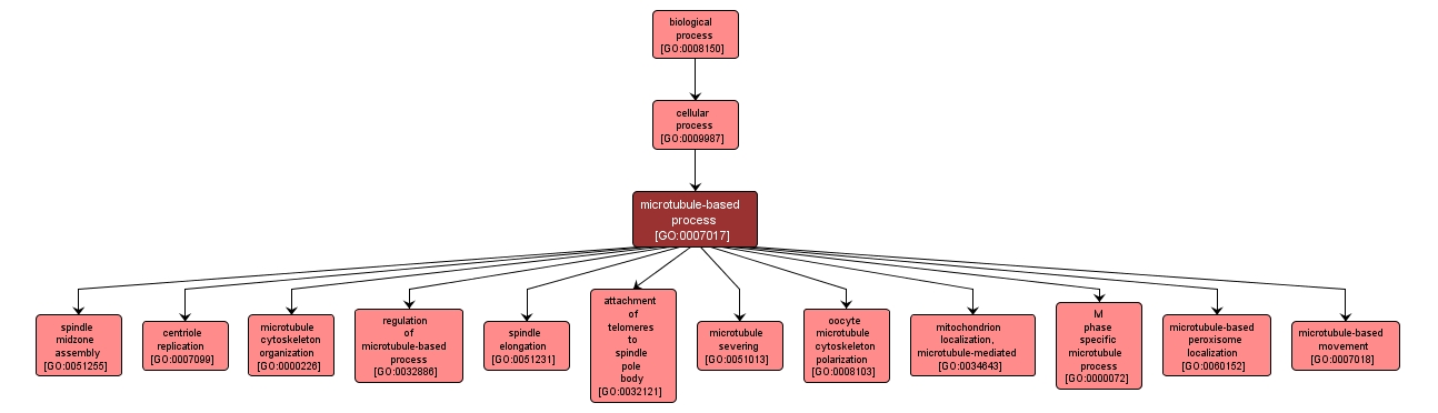 GO:0007017 - microtubule-based process (interactive image map)