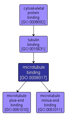 GO:0008017 - microtubule binding (interactive image map)