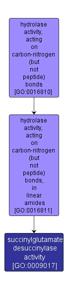 GO:0009017 - succinylglutamate desuccinylase activity (interactive image map)