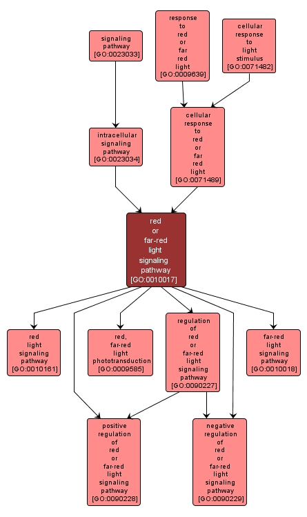 GO:0010017 - red or far-red light signaling pathway (interactive image map)