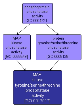 GO:0017017 - MAP kinase tyrosine/serine/threonine phosphatase activity (interactive image map)