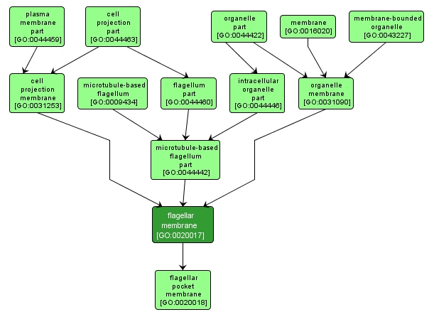 GO:0020017 - flagellar membrane (interactive image map)