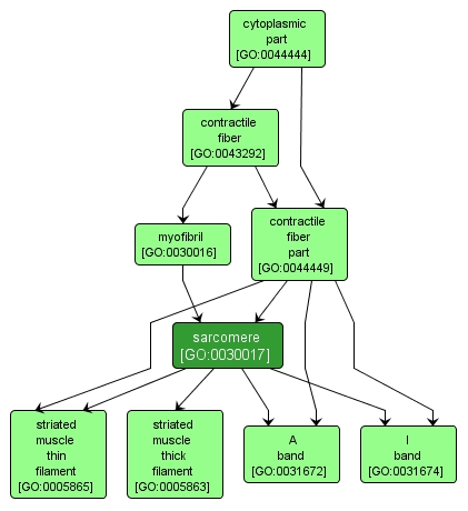 GO:0030017 - sarcomere (interactive image map)