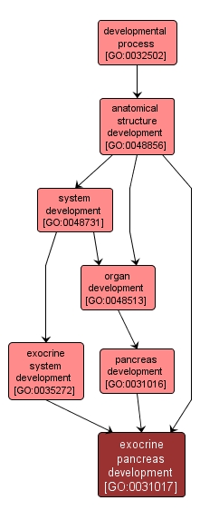 GO:0031017 - exocrine pancreas development (interactive image map)