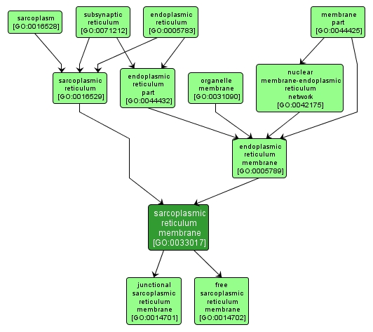 GO:0033017 - sarcoplasmic reticulum membrane (interactive image map)