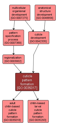 GO:0035017 - cuticle pattern formation (interactive image map)