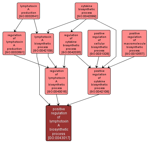 GO:0043017 - positive regulation of lymphotoxin A biosynthetic process (interactive image map)