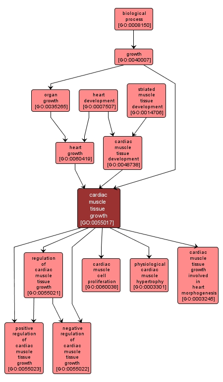 GO:0055017 - cardiac muscle tissue growth (interactive image map)
