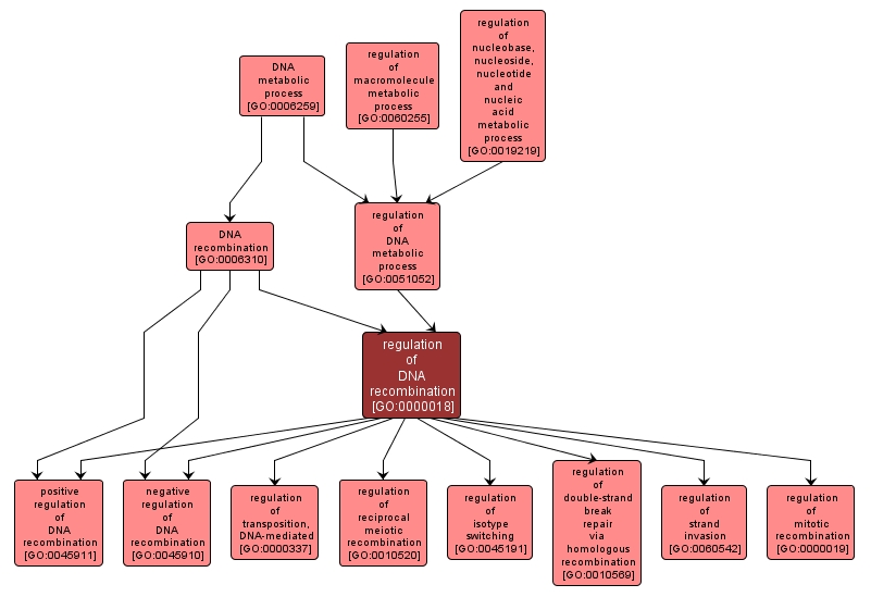 GO:0000018 - regulation of DNA recombination (interactive image map)