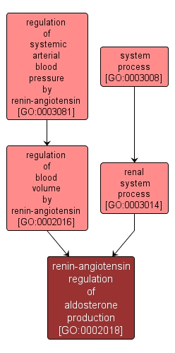 GO:0002018 - renin-angiotensin regulation of aldosterone production (interactive image map)