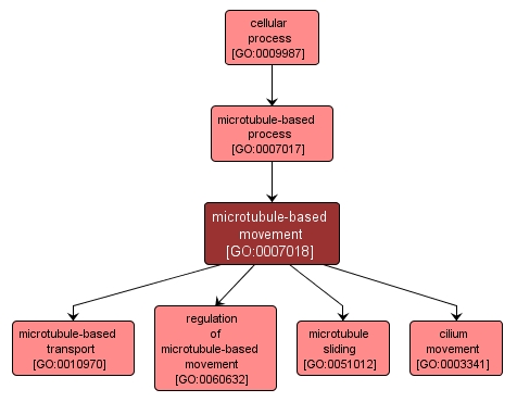 GO:0007018 - microtubule-based movement (interactive image map)