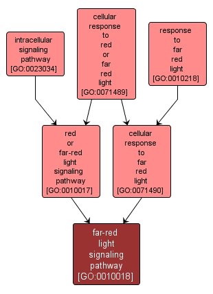 GO:0010018 - far-red light signaling pathway (interactive image map)