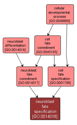 GO:0014018 - neuroblast fate specification (interactive image map)