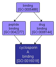 GO:0016018 - cyclosporin A binding (interactive image map)