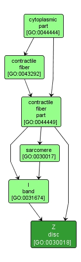 GO:0030018 - Z disc (interactive image map)