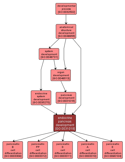 GO:0031018 - endocrine pancreas development (interactive image map)