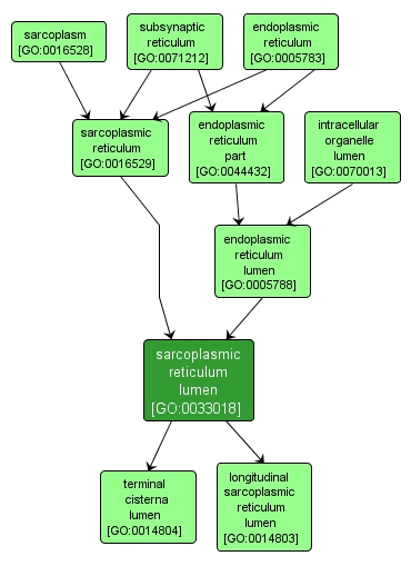 GO:0033018 - sarcoplasmic reticulum lumen (interactive image map)