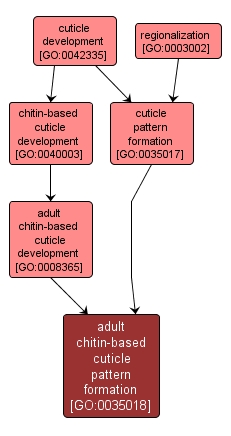 GO:0035018 - adult chitin-based cuticle pattern formation (interactive image map)