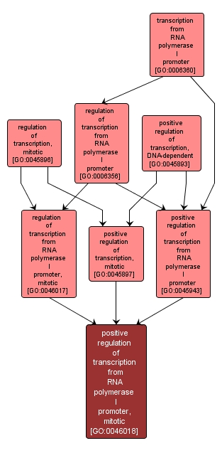 GO:0046018 - positive regulation of transcription from RNA polymerase I promoter, mitotic (interactive image map)