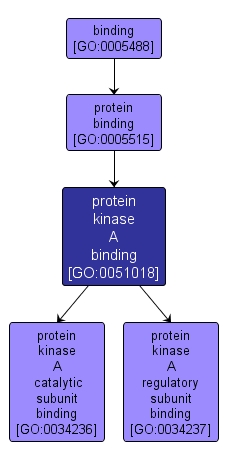 GO:0051018 - protein kinase A binding (interactive image map)