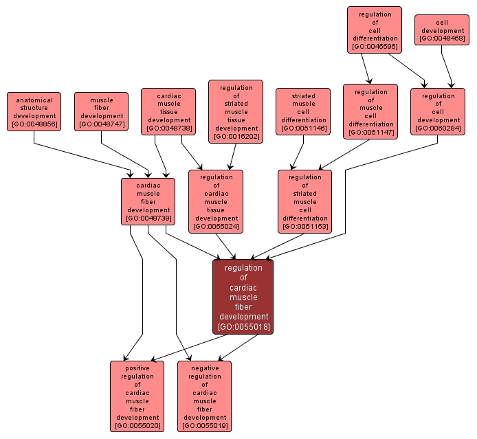 GO:0055018 - regulation of cardiac muscle fiber development (interactive image map)