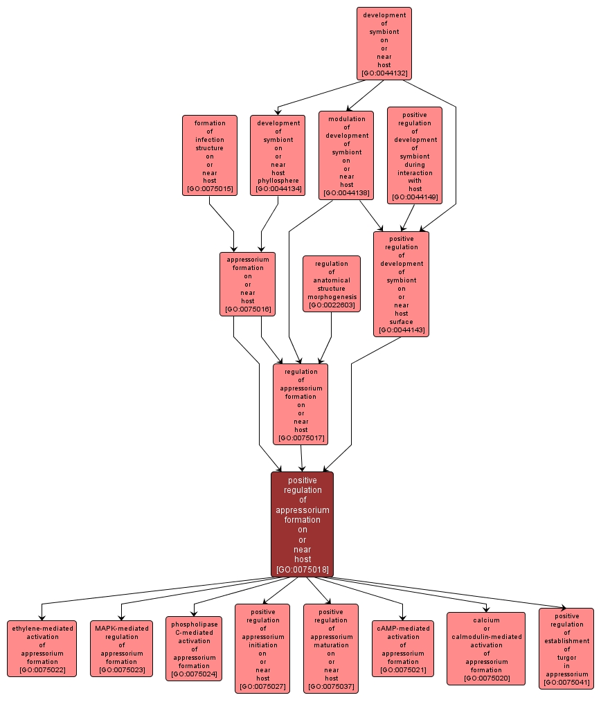GO:0075018 - positive regulation of appressorium formation on or near host (interactive image map)