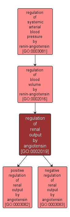 GO:0002019 - regulation of renal output by angiotensin (interactive image map)