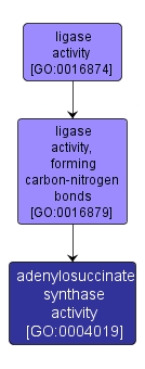 GO:0004019 - adenylosuccinate synthase activity (interactive image map)