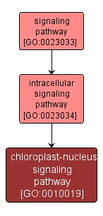 GO:0010019 - chloroplast-nucleus signaling pathway (interactive image map)