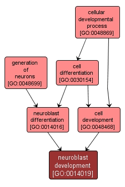 GO:0014019 - neuroblast development (interactive image map)