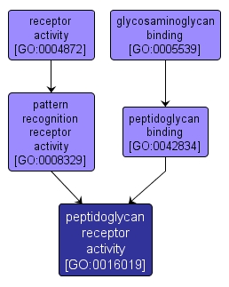 GO:0016019 - peptidoglycan receptor activity (interactive image map)