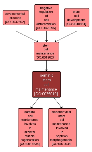 GO:0035019 - somatic stem cell maintenance (interactive image map)