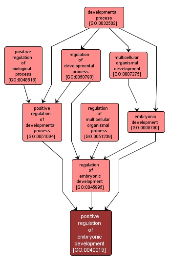 GO:0040019 - positive regulation of embryonic development (interactive image map)