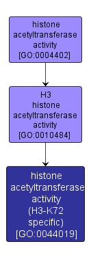 GO:0044019 - histone acetyltransferase activity (H3-K72 specific) (interactive image map)