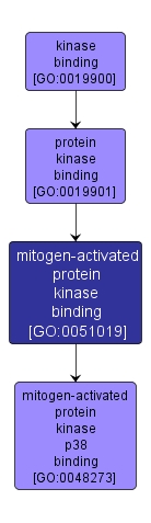GO:0051019 - mitogen-activated protein kinase binding (interactive image map)