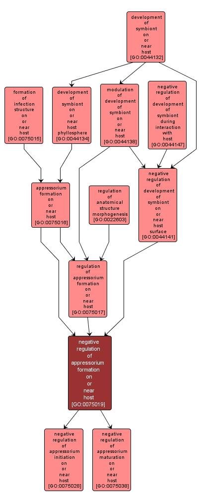 GO:0075019 - negative regulation of appressorium formation on or near host (interactive image map)