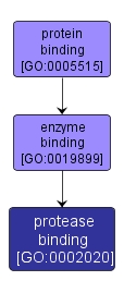 GO:0002020 - protease binding (interactive image map)