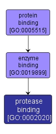 GO:0002020 - protease binding (interactive image map)