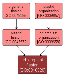 GO:0010020 - chloroplast fission (interactive image map)