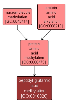 GO:0018020 - peptidyl-glutamic acid methylation (interactive image map)