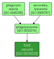 GO:0020020 - food vacuole (interactive image map)