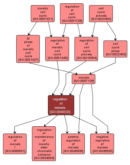 GO:0040020 - regulation of meiosis (interactive image map)