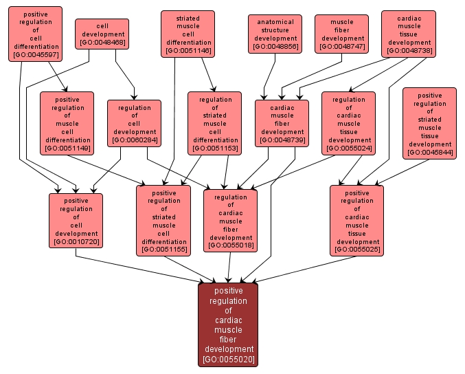 GO:0055020 - positive regulation of cardiac muscle fiber development (interactive image map)