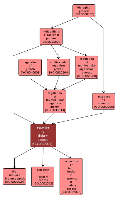 GO:0002021 - response to dietary excess (interactive image map)