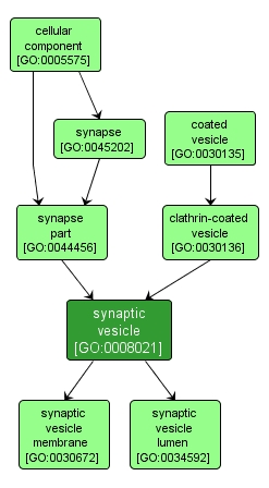 GO:0008021 - synaptic vesicle (interactive image map)